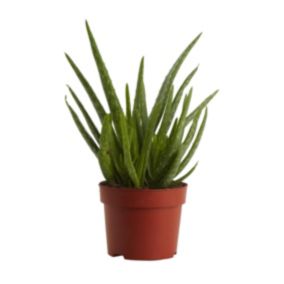 Aloes doniczka 12 cm