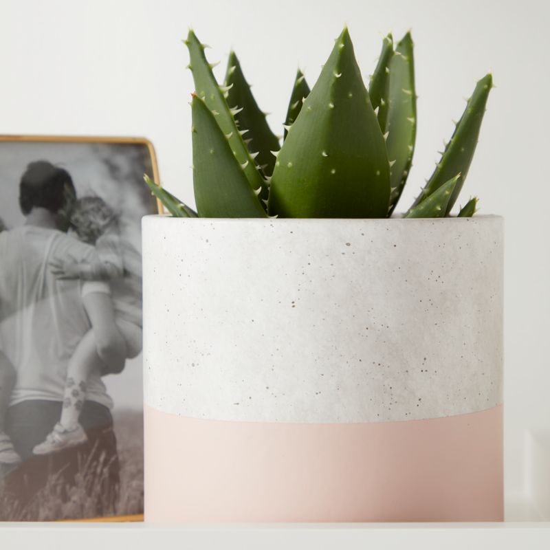 Aloes GoodHome 12 cm wys. 20 cm