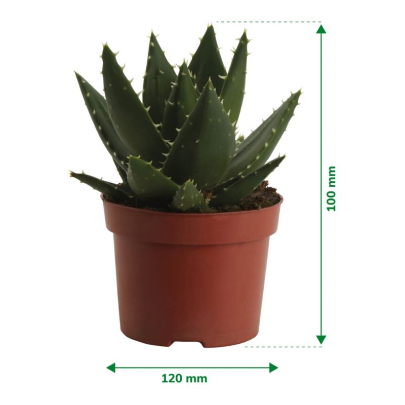 Aloes GoodHome 12 cm wys. 20 cm