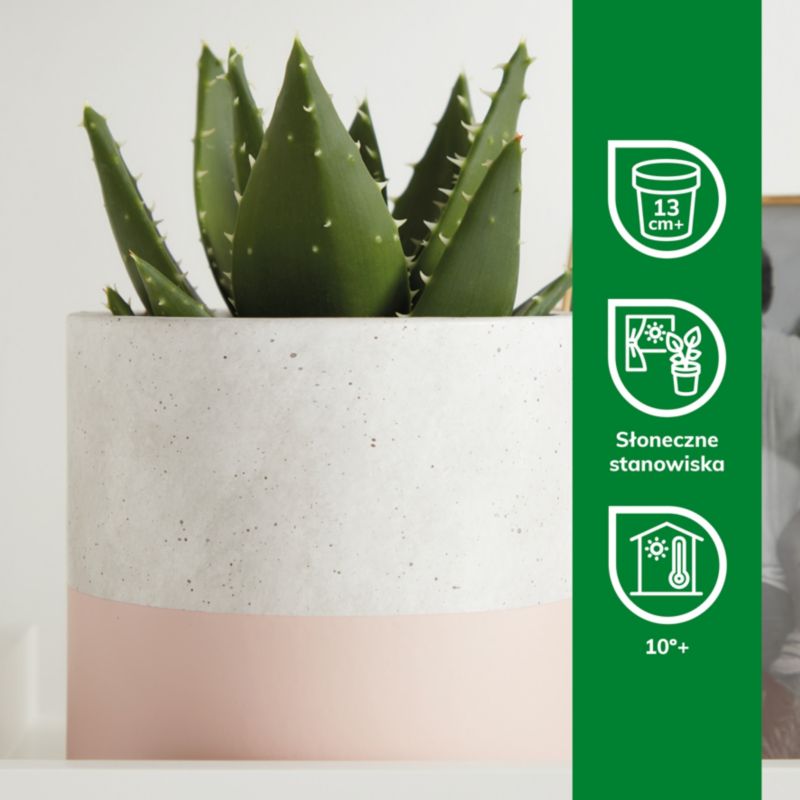 Aloes GoodHome 12 cm wys. 20 cm