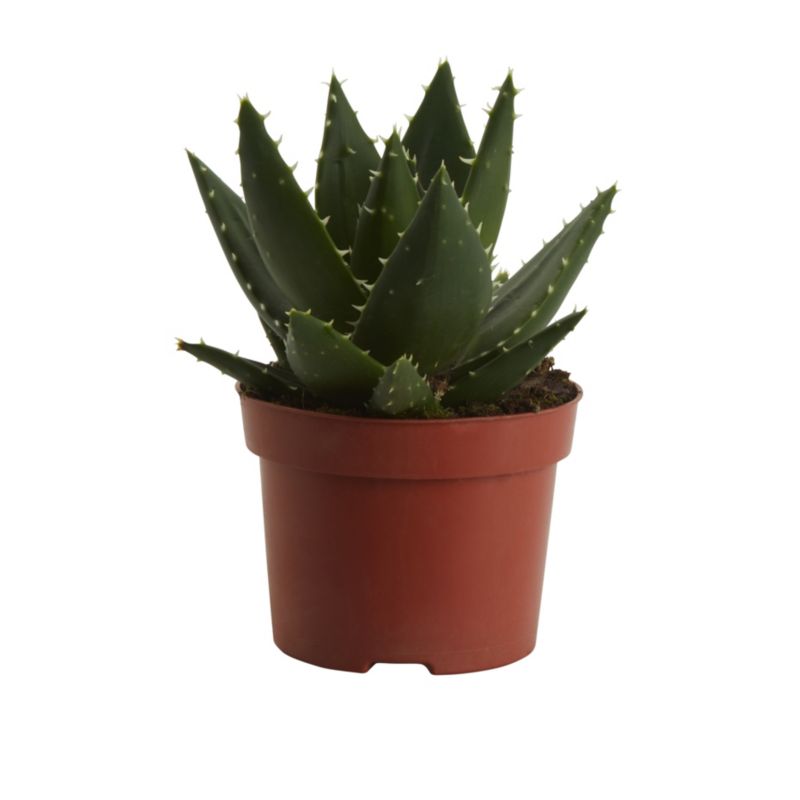 Aloes GoodHome 12 cm wys. 20 cm