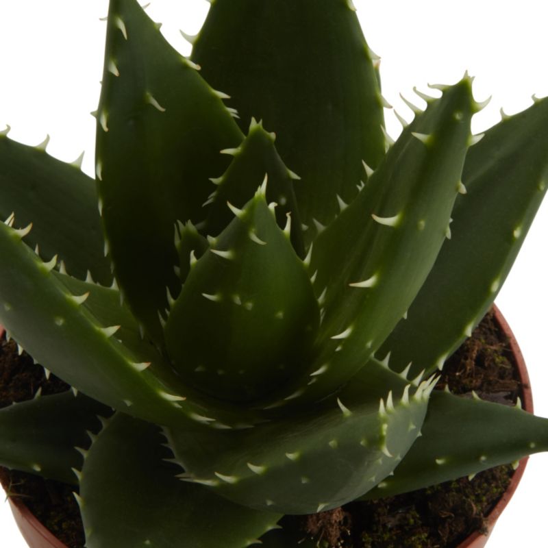 Aloes GoodHome 12 cm wys. 20 cm
