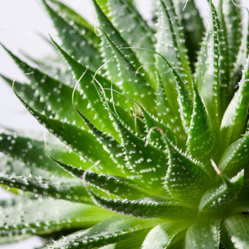 benefit of drinking aloe vera water 99.7% Pure Aloe Vera Inner Leaf Juice | Micropulp