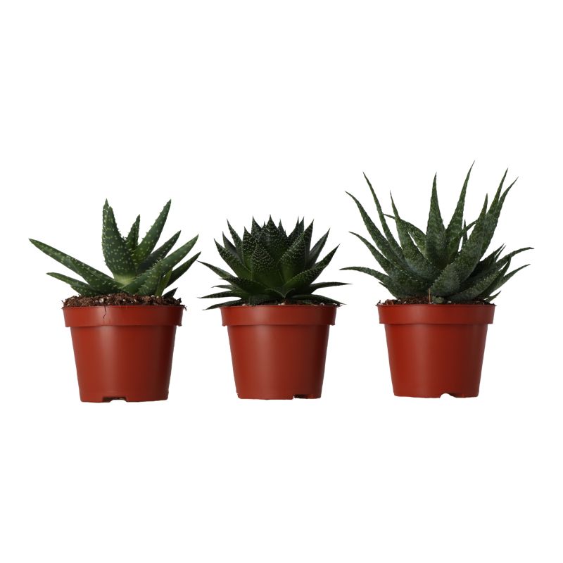 Aloes Safari mix 10,5 cm