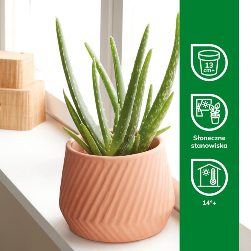 benton aloe propolis Benton main image 1
