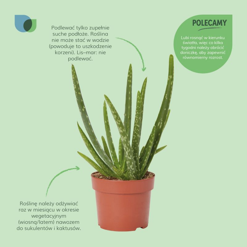 aloe vera gel rot geworden Earth Therapeutics, Aloe Vera Soothing Gel main image 1