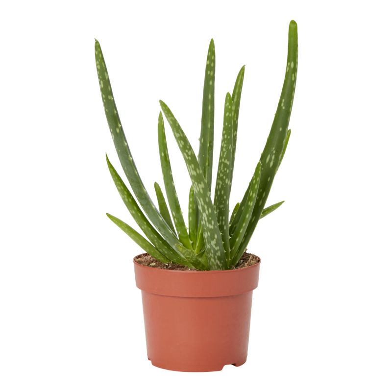 Aloes zwyczajny 12 cm wys. 25 cm
