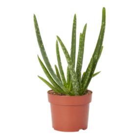 Aloes zwyczajny 12 cm wys. 25 cm
