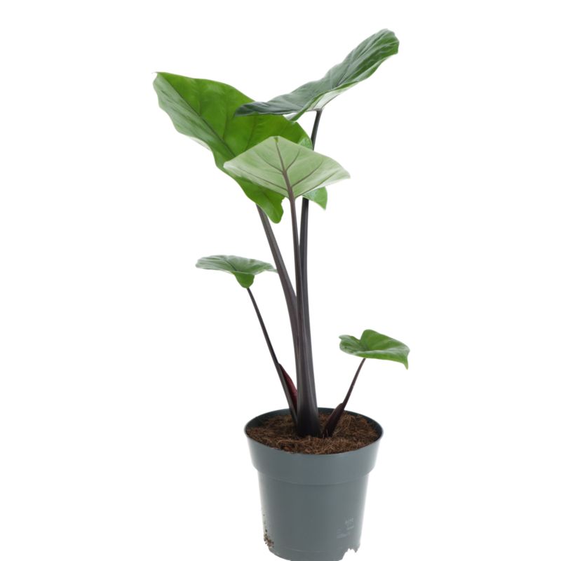 Alokazja Black Cobra 17 cm