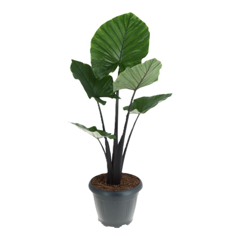 Alokazja Dark Star 35 cm