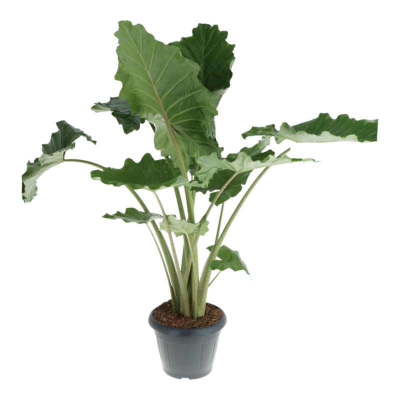Alokazja Macrorrhiza 35 cm