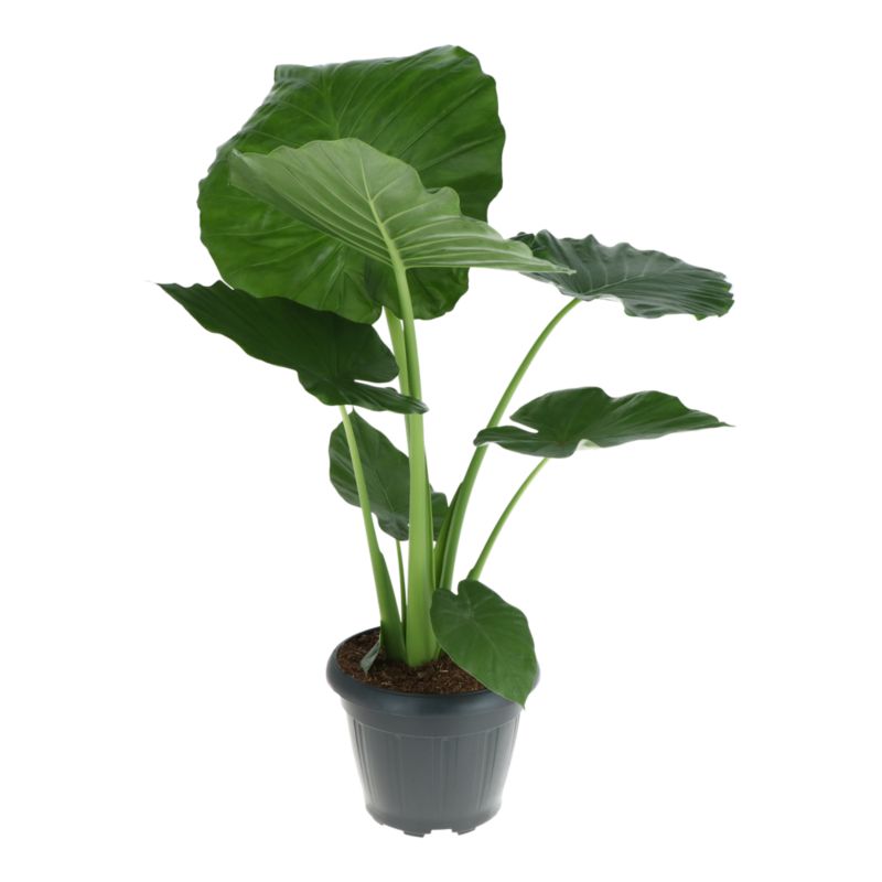Alokazja Portodora 35 cm