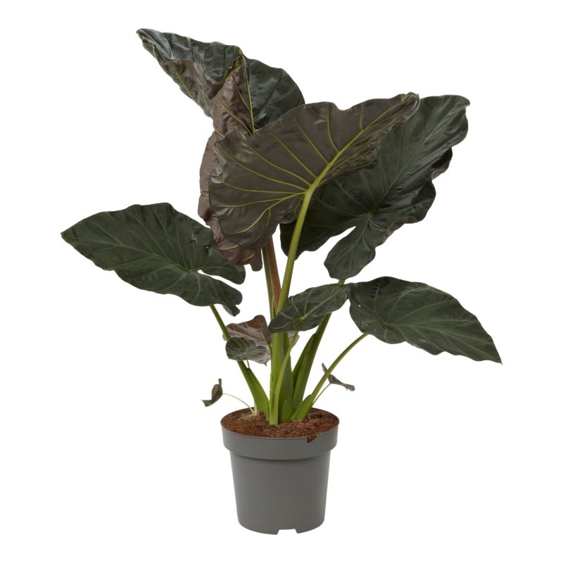 Alokazja Regal Shield 30 cm wys. 130cm