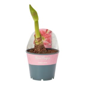 Amarylis 2 pędy 14 cm wys. 25 cm