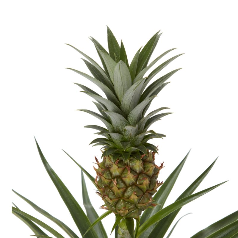 Ananas w doniczce ceramicznej Verve 12 cm wys. 40 cm