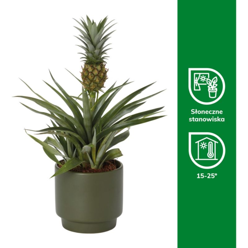 Ananas w doniczce ceramicznej Verve 12 cm wys. 40 cm