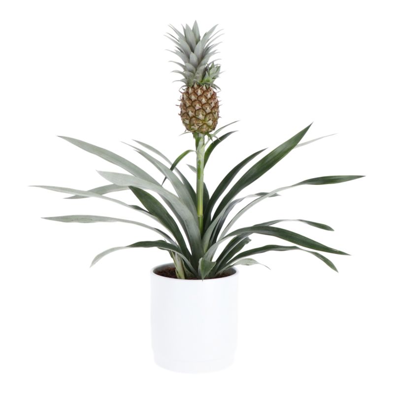Ananas w doniczce ceramicznej Verve 12 cm wys. 40 cm