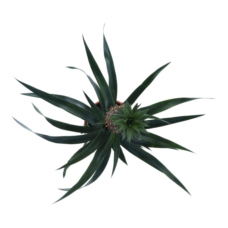 Ananas w doniczce ceramicznej Verve 12 cm wys. 40 cm