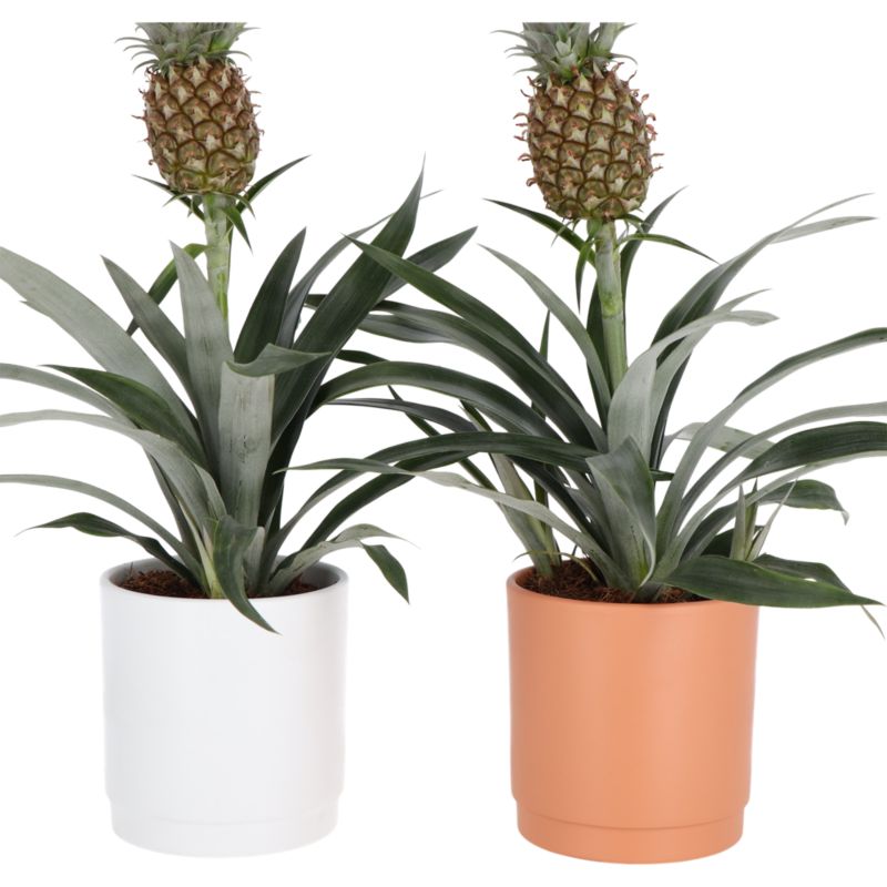 Ananas w doniczce ceramicznej Verve 12 cm wys. 40 cm