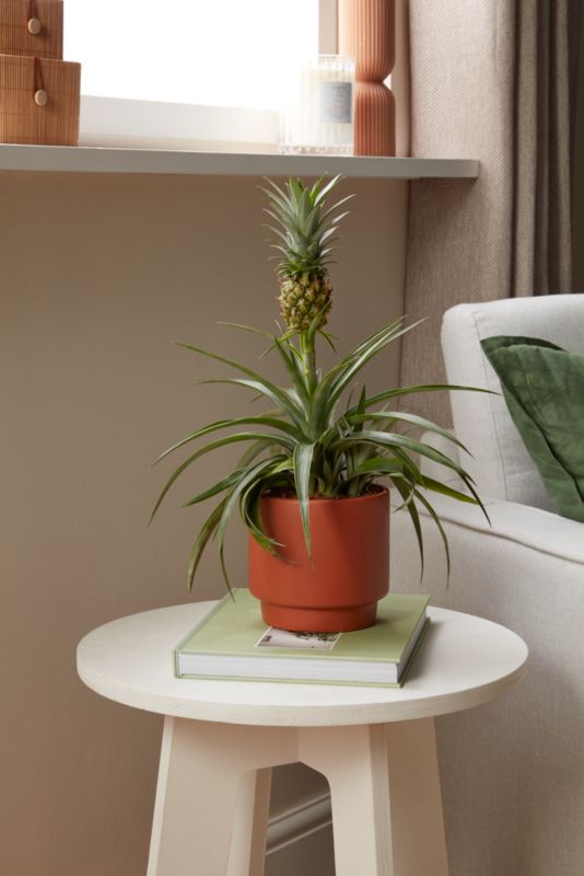 Ananas w doniczce ceramicznej Verve 12 cm wys. 40 cm