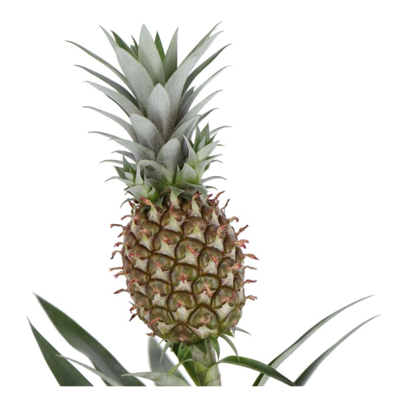 Ananas w doniczce ceramicznej Verve 12 cm wys. 40 cm