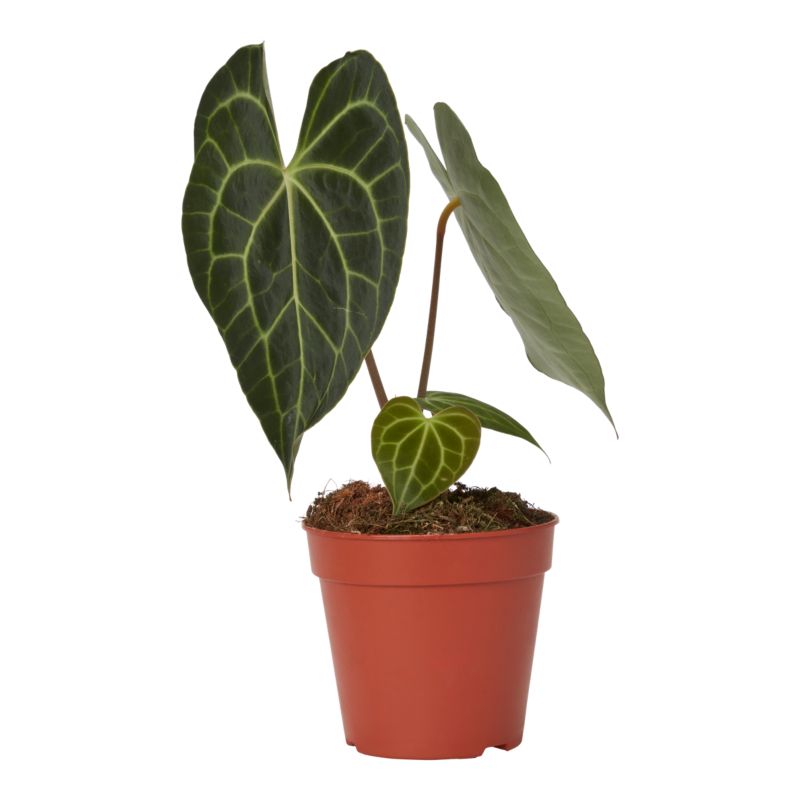 Anturium Clarinervium 15 cm wys. 30 cm