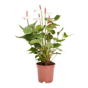 Anturium Verve 17 cm wys. 60 cm