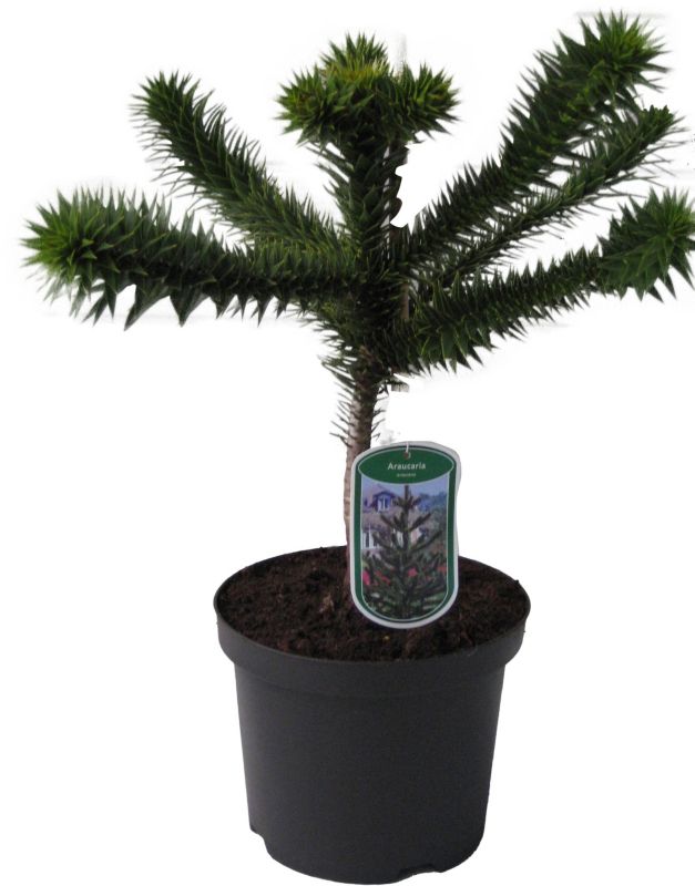 Araucaria igława 5 l