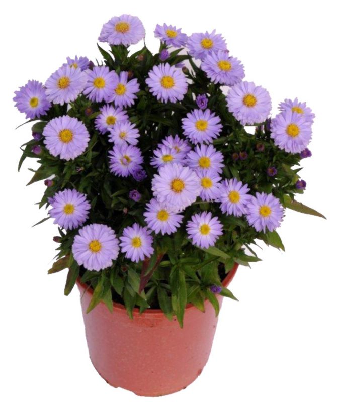 Aster doniczka 17 cm