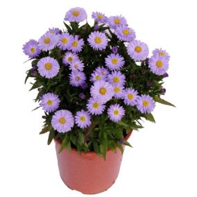 Aster doniczka 17 cm