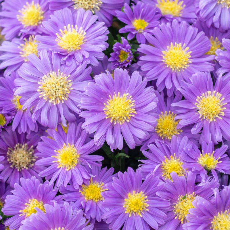 Aster doniczka 17 cm