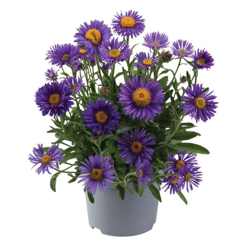 Aster marcinek 12 cm