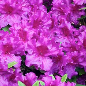 Azalia japońska Verve purpurowa 2 l wys. 35 cm