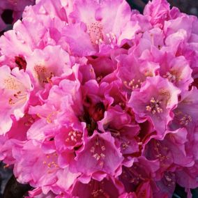 Azalia japońska Verve różowa 5 l wys. 50 cm