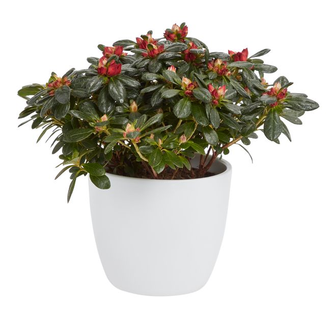 Azalia Verve 12 cm