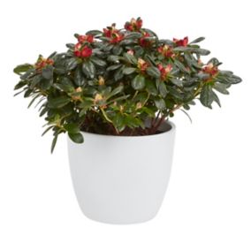 Azalia Verve 12 cm