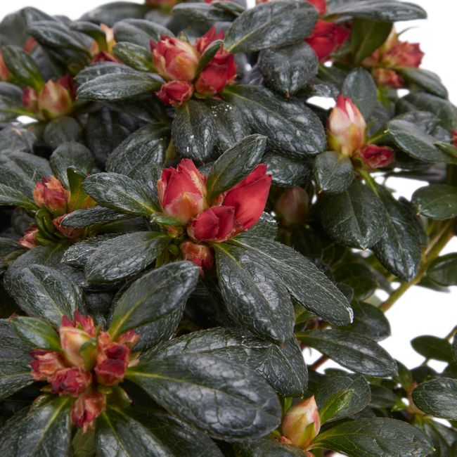 Azalia Verve 12 cm