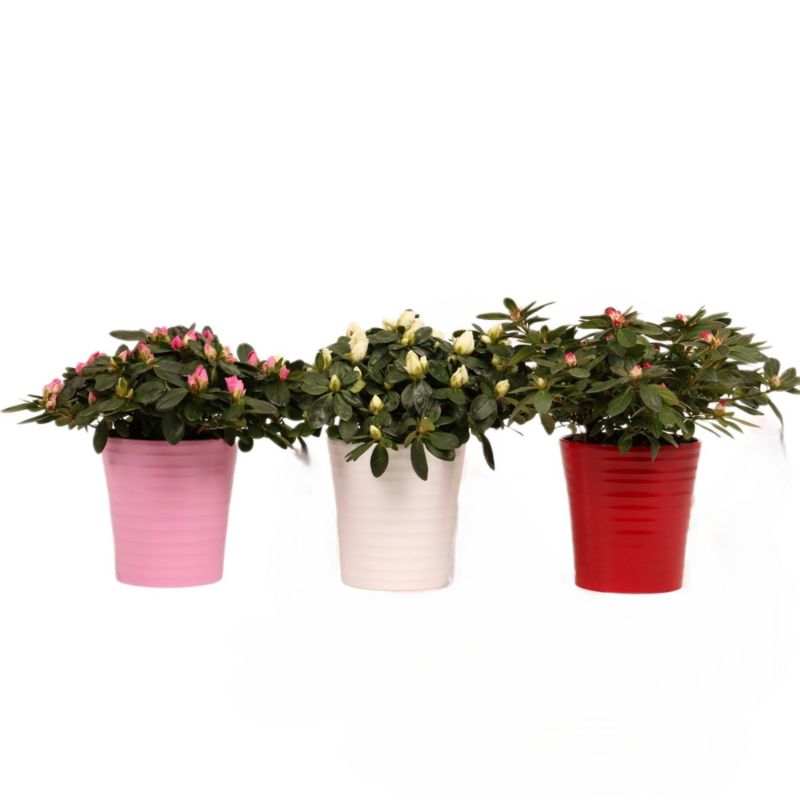 Azalia w ceramice mix 12 cm