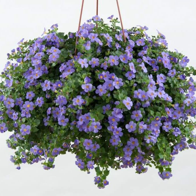 Bacopa doniczka 11 cm
