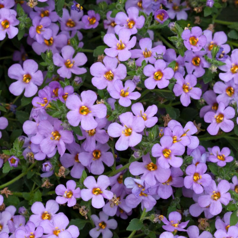 Bacopa wielokolorowa 10,5 cm