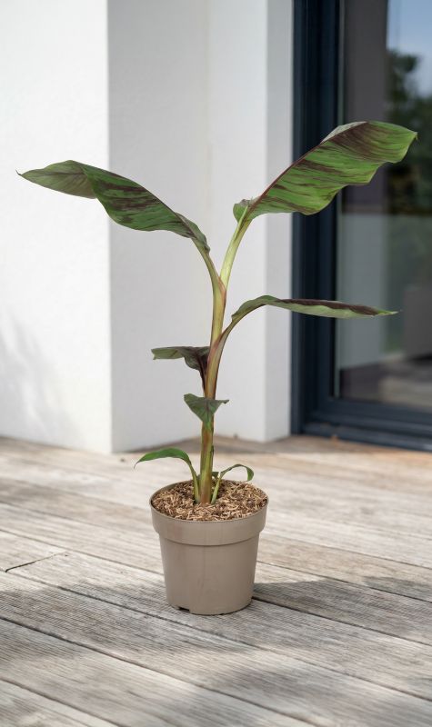 Bananowiec mrozoodporny ever red 21 cm