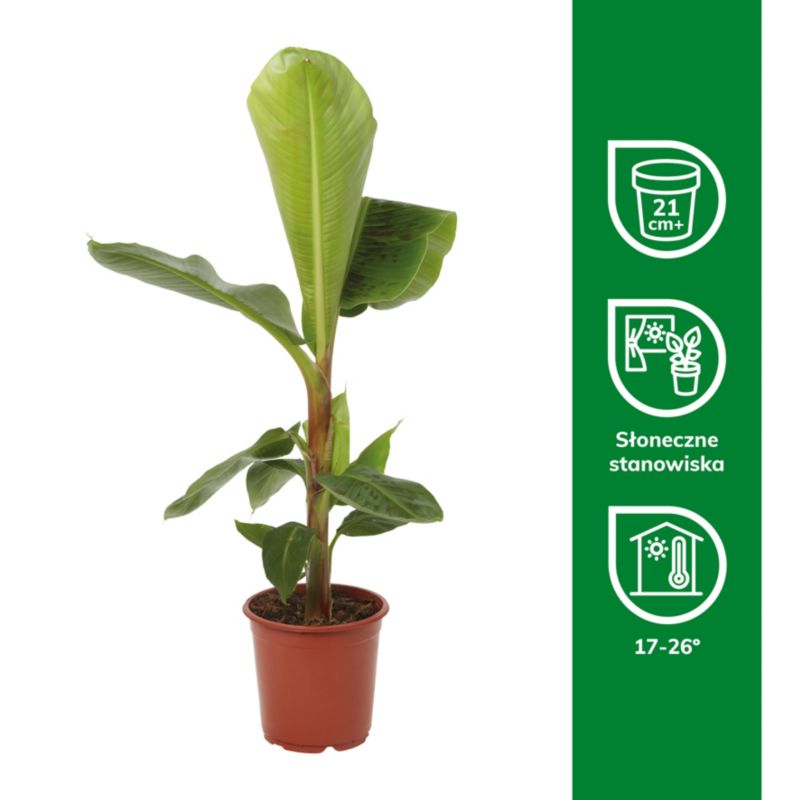 Bananowiec Musa 21 cm wys. 90 cm