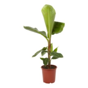 Bananowiec Musa 21 cm wys. 90 cm