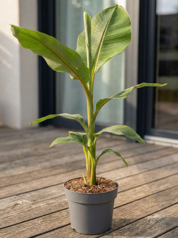 Bananowiec Musa Basjoo 21 cm