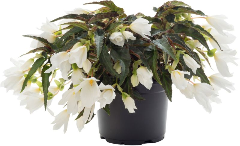 Begonia Beauvilia 17 cm