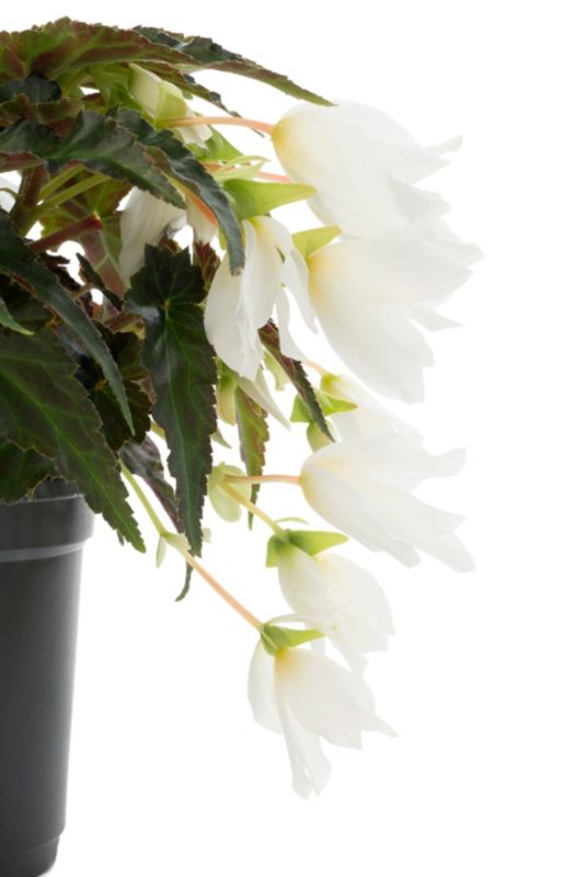 Begonia Beauvilia 17 cm