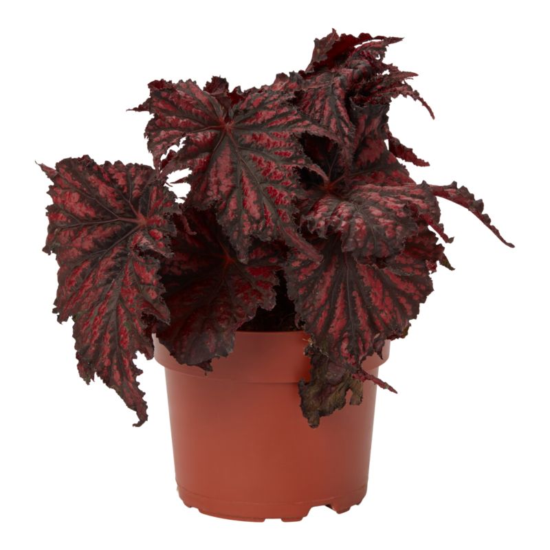 Begonia Beleaf mix 12 cm