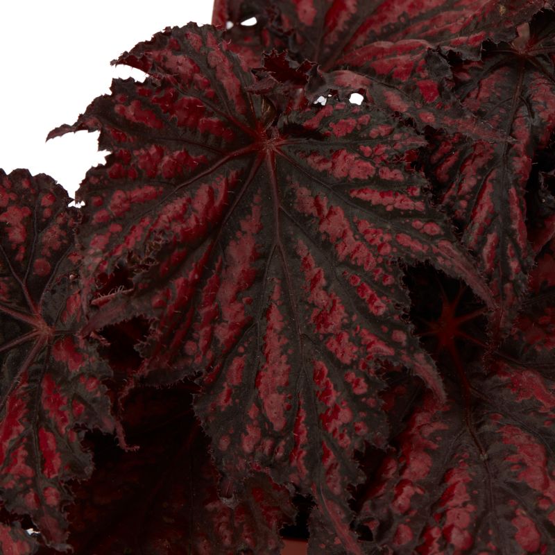 Begonia Beleaf mix 12 cm