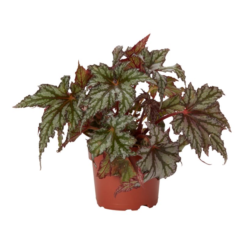Begonia Beleaf mix 12 cm