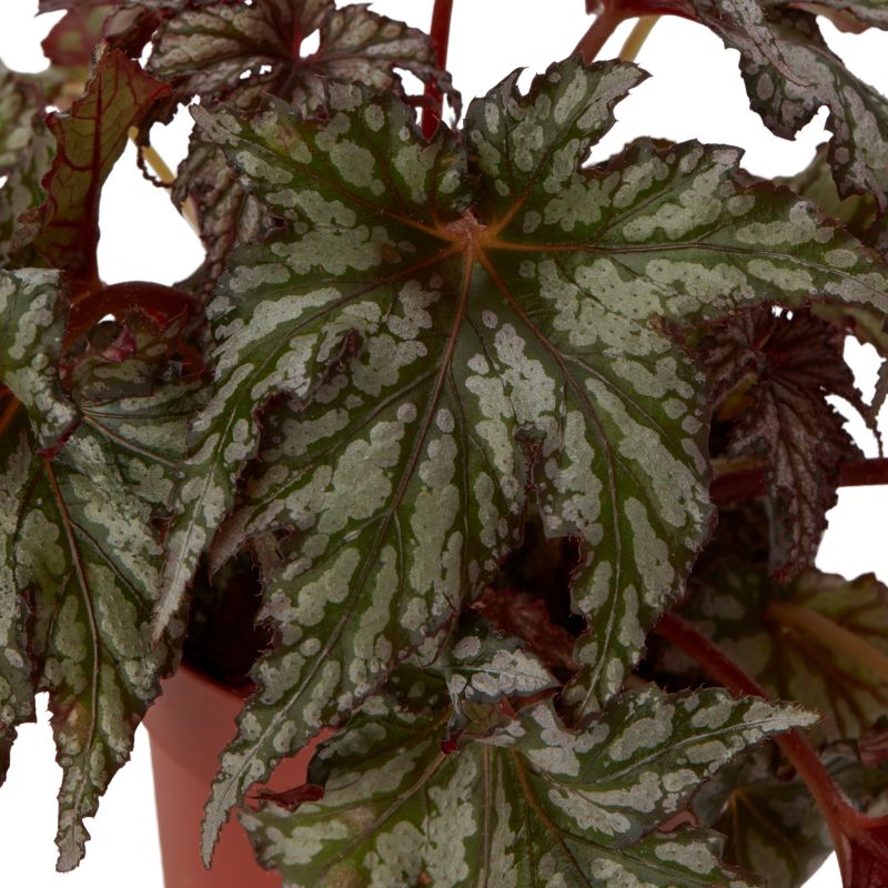 Begonia Beleaf mix 12 cm